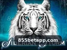855bet